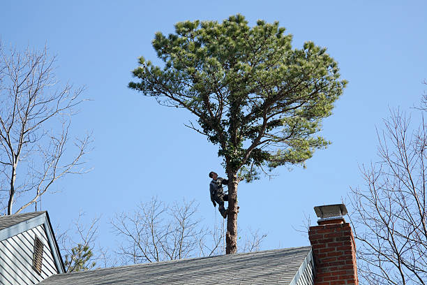 Best Emergency Tree Removal  in Port Angeles East, WA